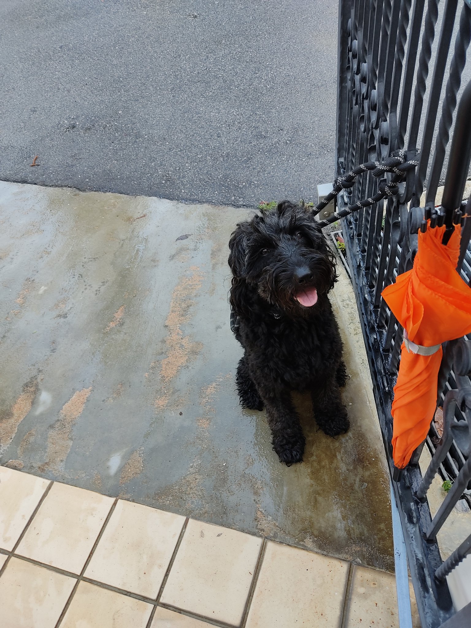 黒い犬ollieとシンガポール暮らしでポケモンgo Rintaro Twitter