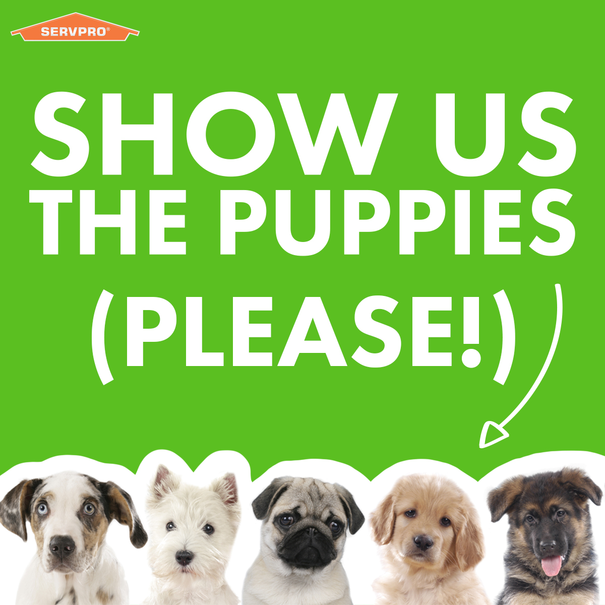 It's a puppy party in the comments, admission is free!