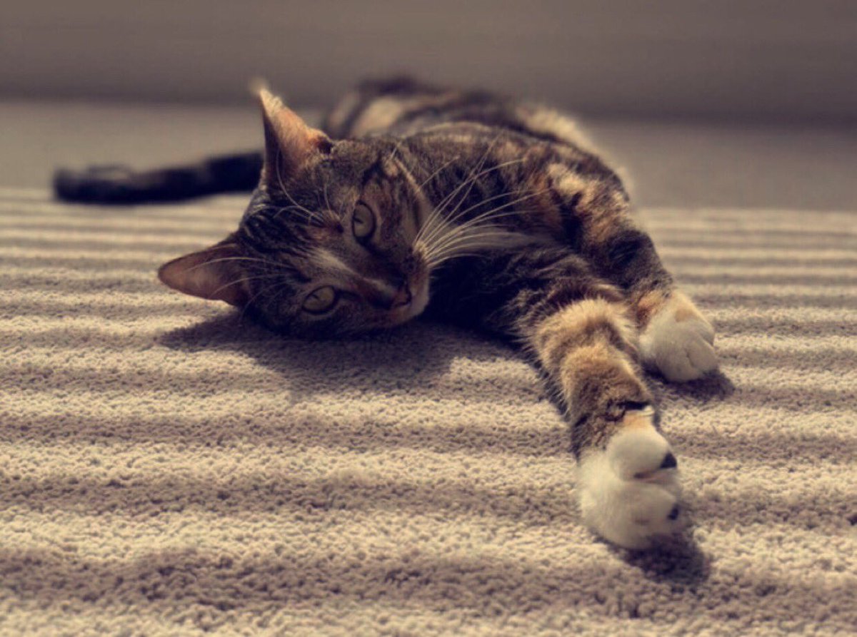 patches cam when?

-#patchestwtselfieday