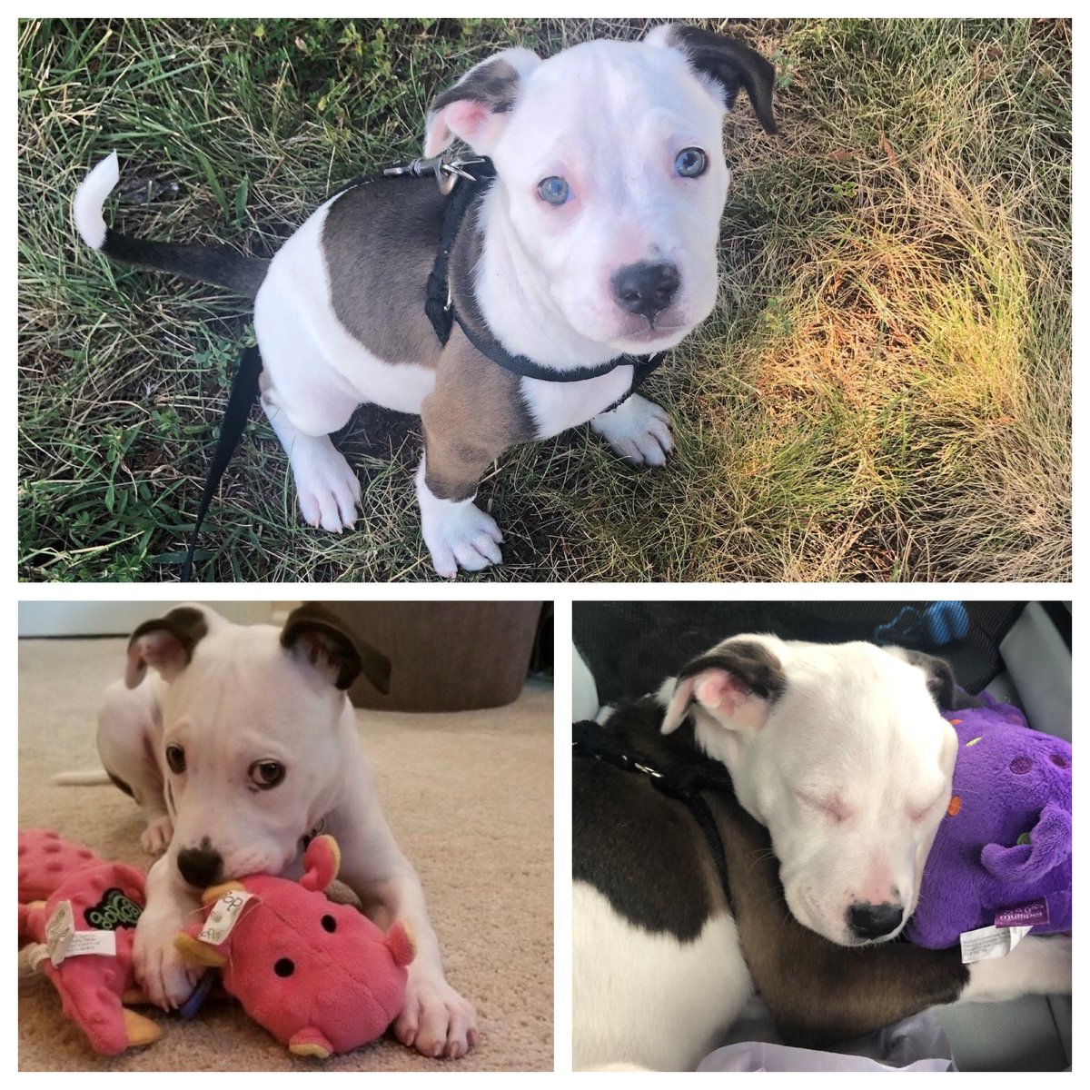Perspecta's tweet photo. Prepare yourselves for an overload of cuteness, because today is National Puppy Day! We're celebrating the joy and happiness that puppies bring into this world. #DYK Our 2021 Perspecta pet mascot was rescued by his owner when he was a puppy. 

#NationalPuppyDay #PerspectaLife https://t.co/BJiBGwi5mg