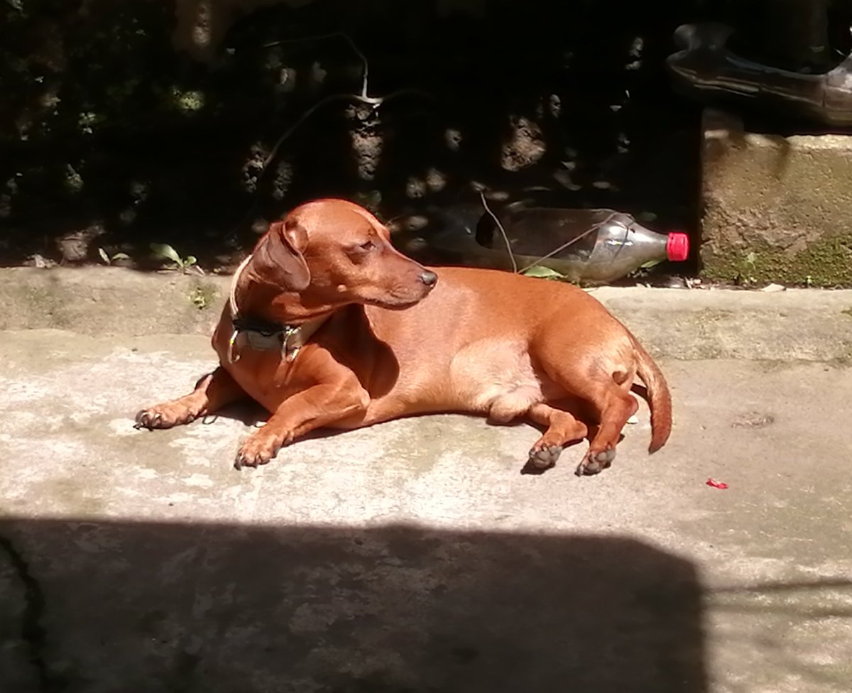 Borussia Dortmund SV 🇩🇪🤝🏻🇸🇻 tweet media