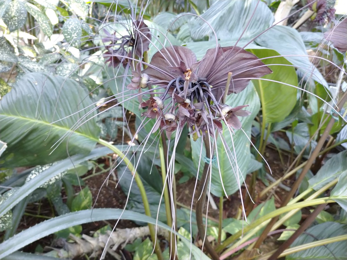 ikuon_Pshashin's tweet photo. Tacca chantrieri

at Tochigi Flower Center @Tochihana_jp

#Tacca #BlackBatFlower #BatFlower #BatPlant #BlackCatFlower
#DevilFlower #クロバナタシロイモ https://t.co/TxPdLoNT1w
