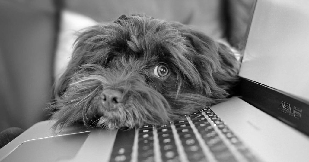 Scoosh's tweet photo. This is why Domain Authority is important for your website.

https://t.co/xNTLjvlfgT https://t.co/TZ4mEBIaUk