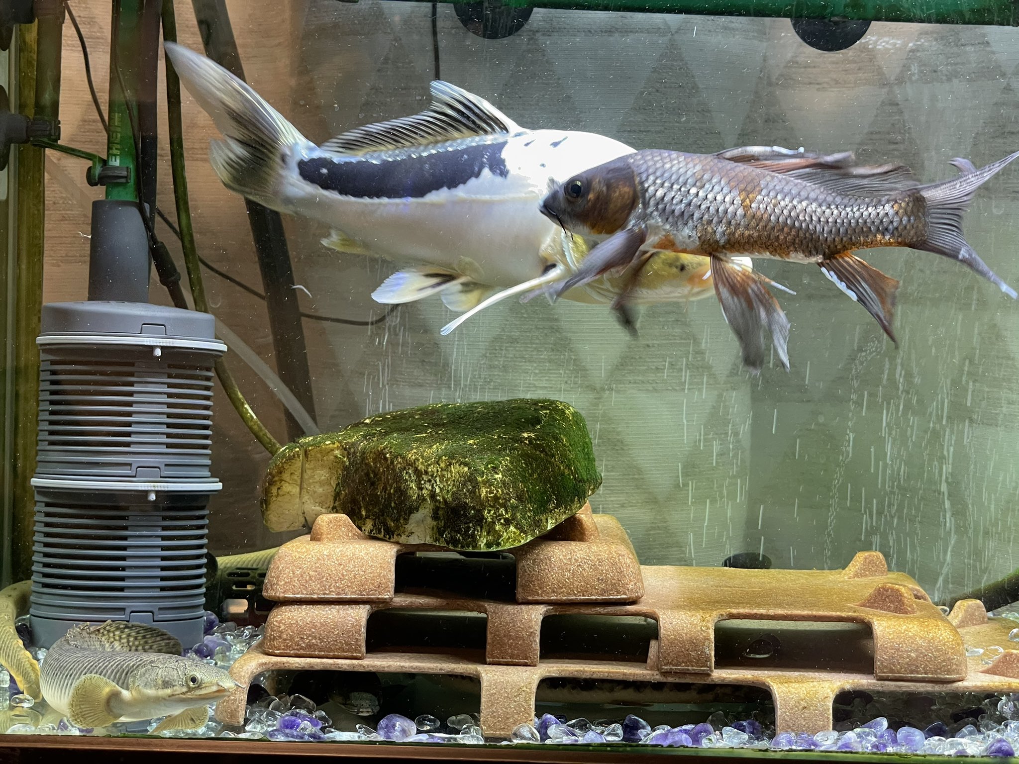 がっきー E イヤホン ラボ 水槽で 錦鯉 2匹と ポリプテルス を混泳飼育しているのですが 隠れ家自作してみました ﾉ Lt けっこう使っててくれて嬉しい T Co 713doumu6u Twitter