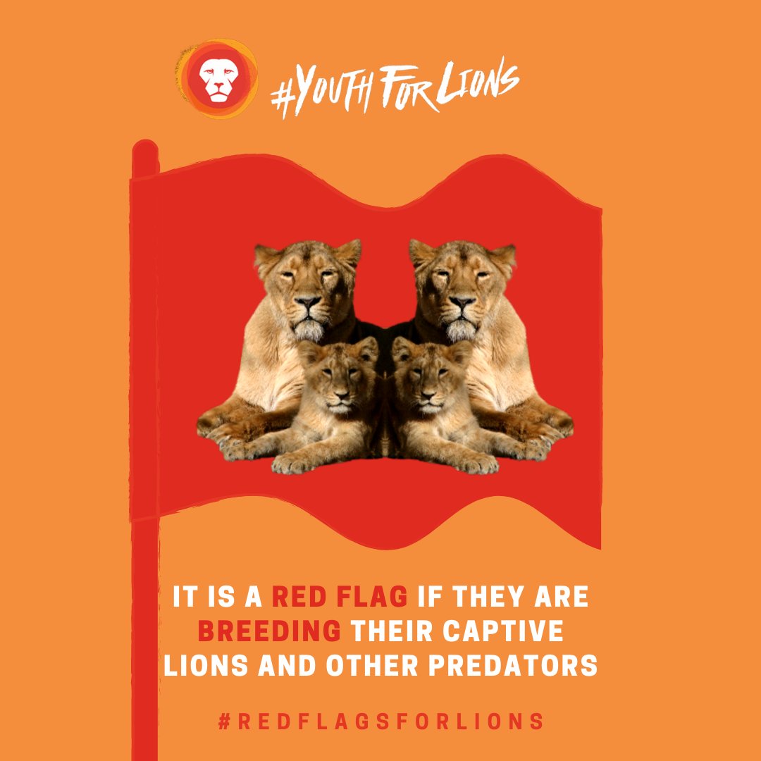 YouthForLions's tweet photo. Our #REDFLAGSFORLIONS Campaign highlighting RED FLAGS you should look out for when visiting a wildlife facility continues this week.
🚩It is a red flag if they are breeding their captive lions and other predators.
Join us tomorrow as we discuss why.
https://t.co/1B9vtG5ffN https://t.co/f5SSxSHO6L