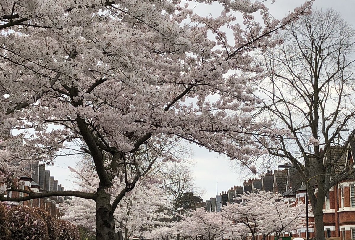 DulwichSocietyGarden tweet media