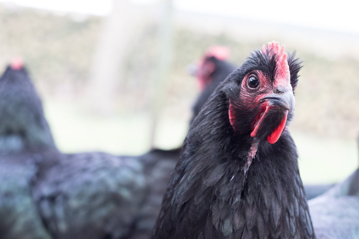 WandaMcCormick's tweet photo. Counting down 8 days left to register for the #AWRN workshop on #animalwelfare #law #science and stakeholders: https://t.co/Myc3BZcpGV. Open to AWRN &amp; ALAW members. https://t.co/TMqqjMwXGB
