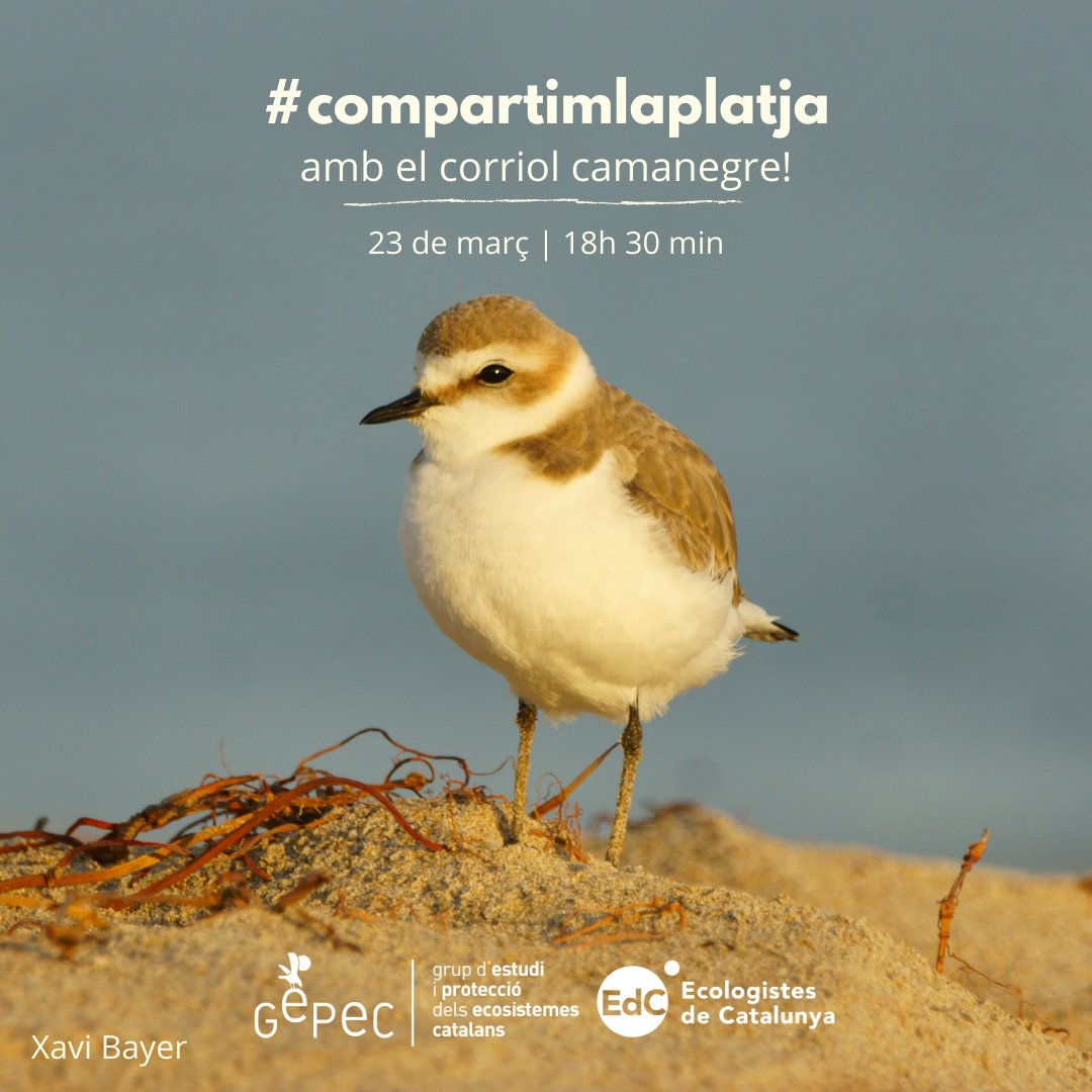 gepecedc's tweet photo. 🐤 El #corriolcamanegre és un ocellet simpàtic i vulnerable que viu a les platges. Necessita que les persones li deixem el seu espai!
Apunta't a la #xerradavirtual aquesta tarda a les 18h 30 min i descobreix com l'ajudem i #compartimlaplatja amb ell
👉🏼 https://t.co/9IGykRPiB2 https://t.co/5TIfYx730T