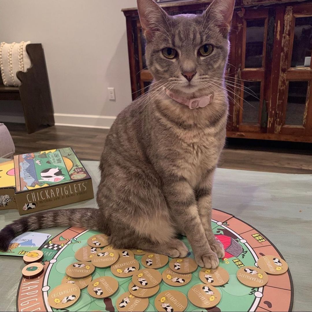 “Excuse me. Why aren’t there any cats in Chickapiglets?”
#repost 📸:@khowell77