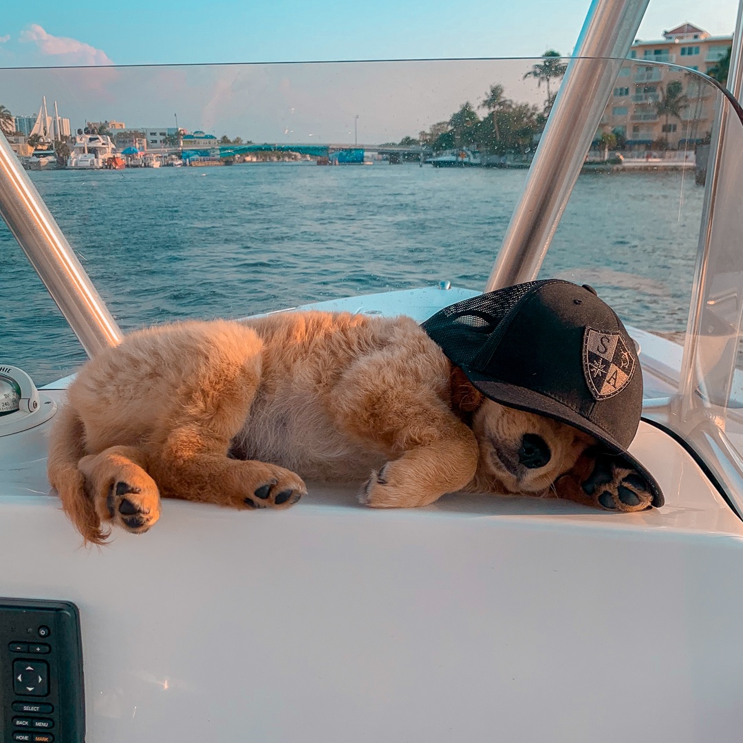 Happy #NationalPuppyDay! 🐾🐶 Everyone loves SA hats!

📸: @clarkefishing 

#sacompany #sateam #sanation #dogs #puppy #travel #adventure #boating #ocean #photography #photooftheday #instagood #happy #cute #love #golden #goldenretriever #goldenretrieverpuppy