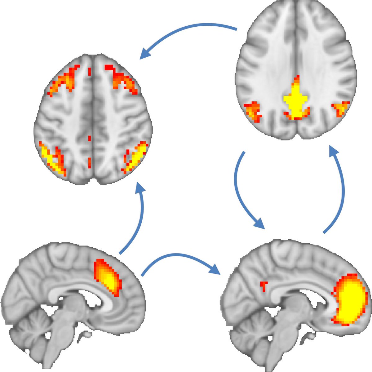 NCCR-Synapsy tweet media