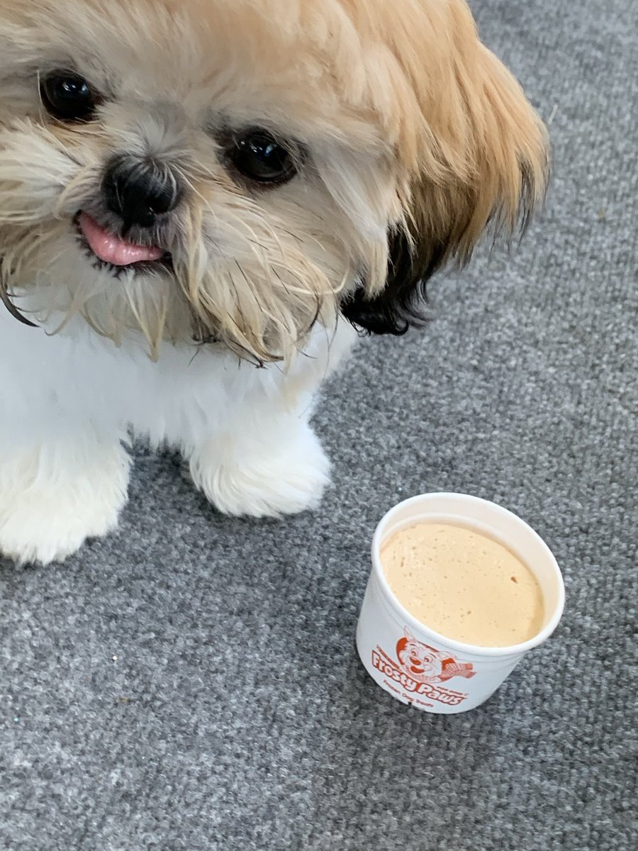 ferdalump's tweet image. Happy #NationalPuppyDay 🐶💕🐾