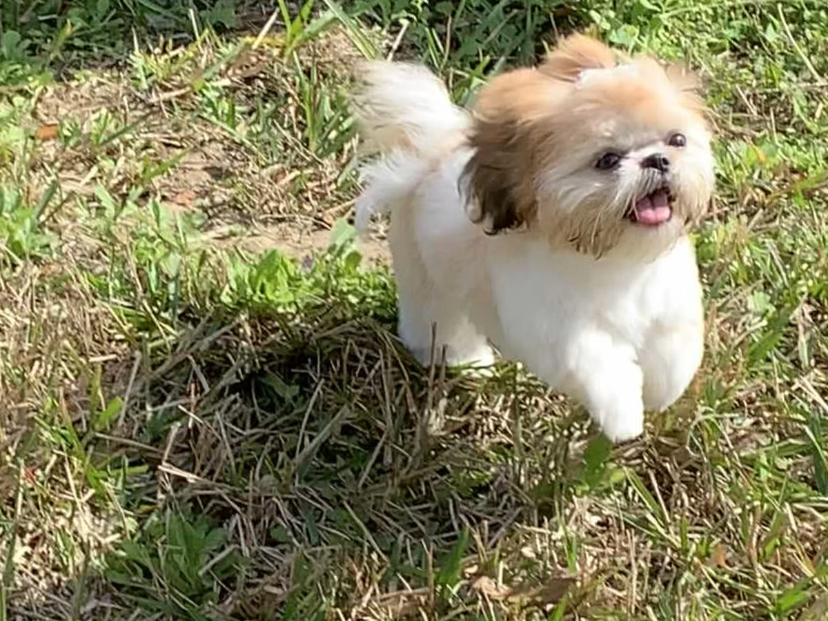 ferdalump's tweet image. Happy #NationalPuppyDay 🐶💕🐾