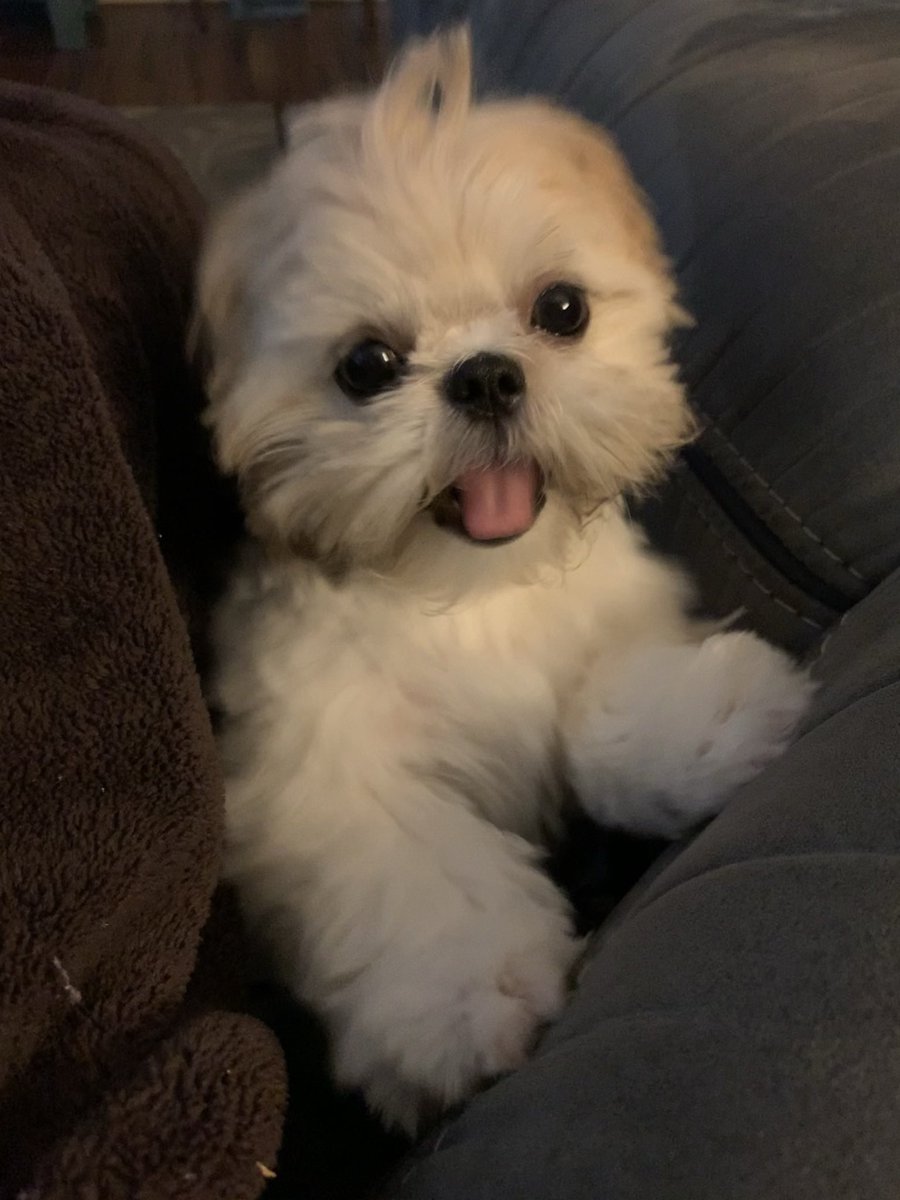 ferdalump's tweet image. Happy #NationalPuppyDay 🐶💕🐾