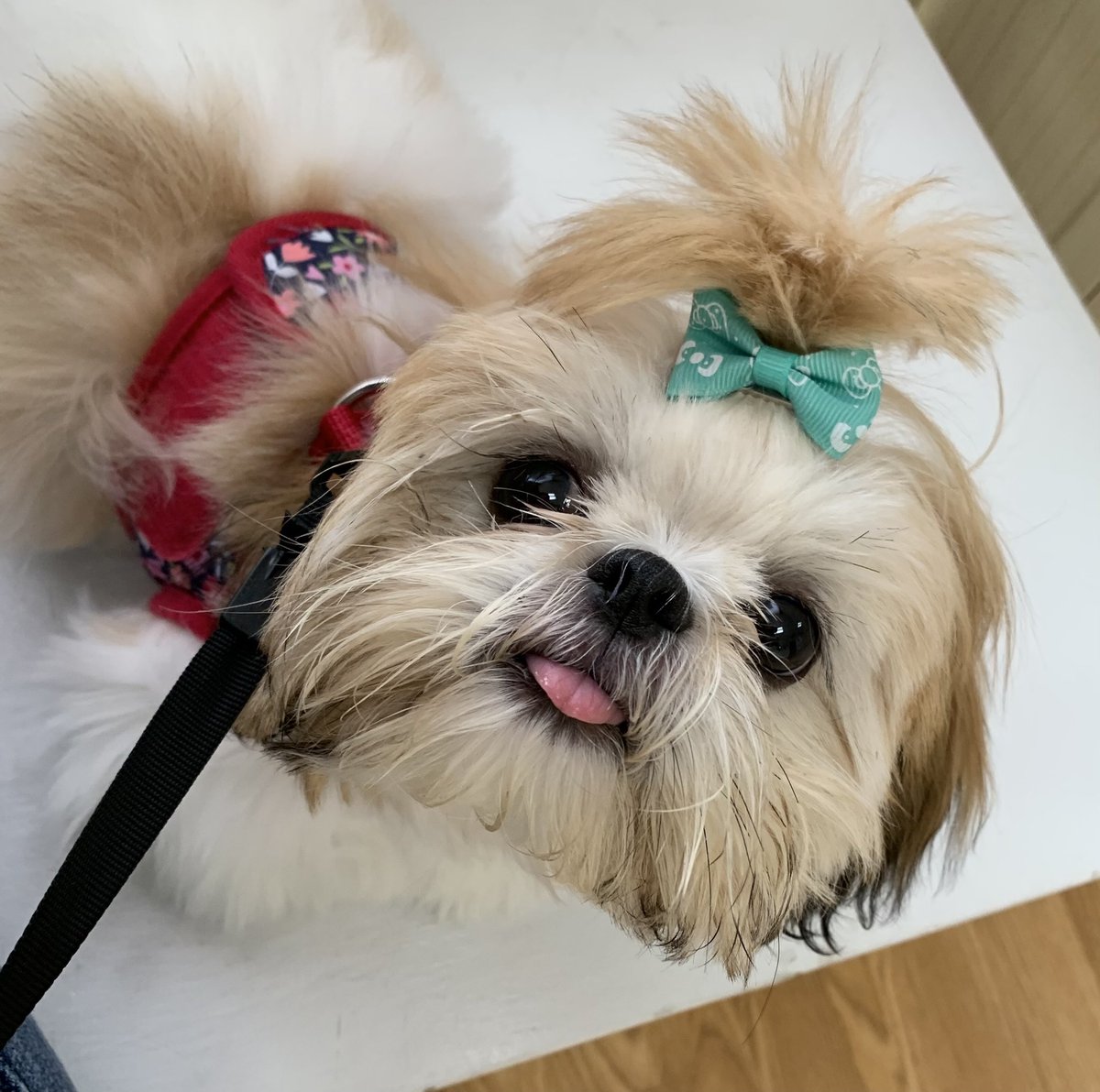 ferdalump's tweet image. Happy #NationalPuppyDay 🐶💕🐾