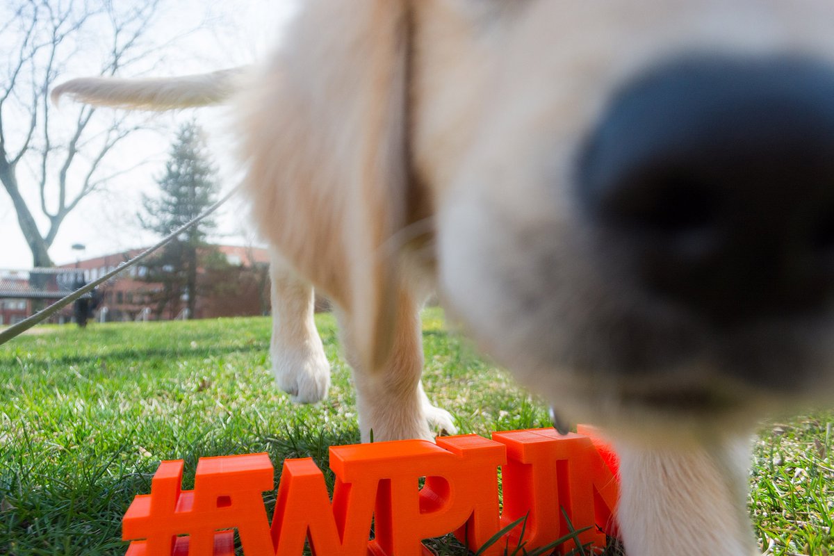 wpunj_edu's tweet photo. Stay still... ok. Nevermind 🧡🐶🖤 How are you celebrating #NationalPuppyDay? #WPUNJ https://t.co/3S7SjM81C6