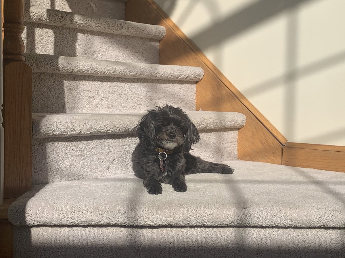 Moments of joy with Holly in the sun 🐶have a great Tuesday friends!