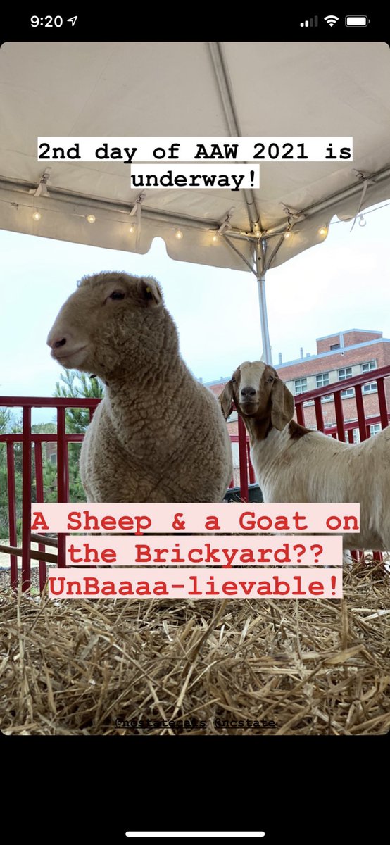 The AWW animals of the day for 3/23 are a sheep and goat! Come see them on the Brickyard before 4pm today!