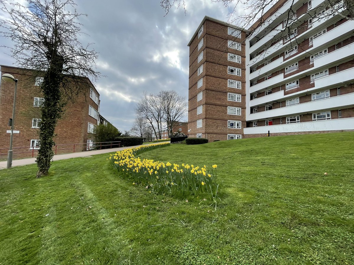 AnnKerr3's tweet photo. beautiful daffodils all over the estate @WimbledonCoop https://t.co/KonNPWztPo