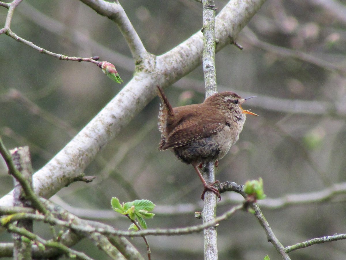 Singing a new song to the Lord everyday. #wren #Worcestershire #Jesus #song