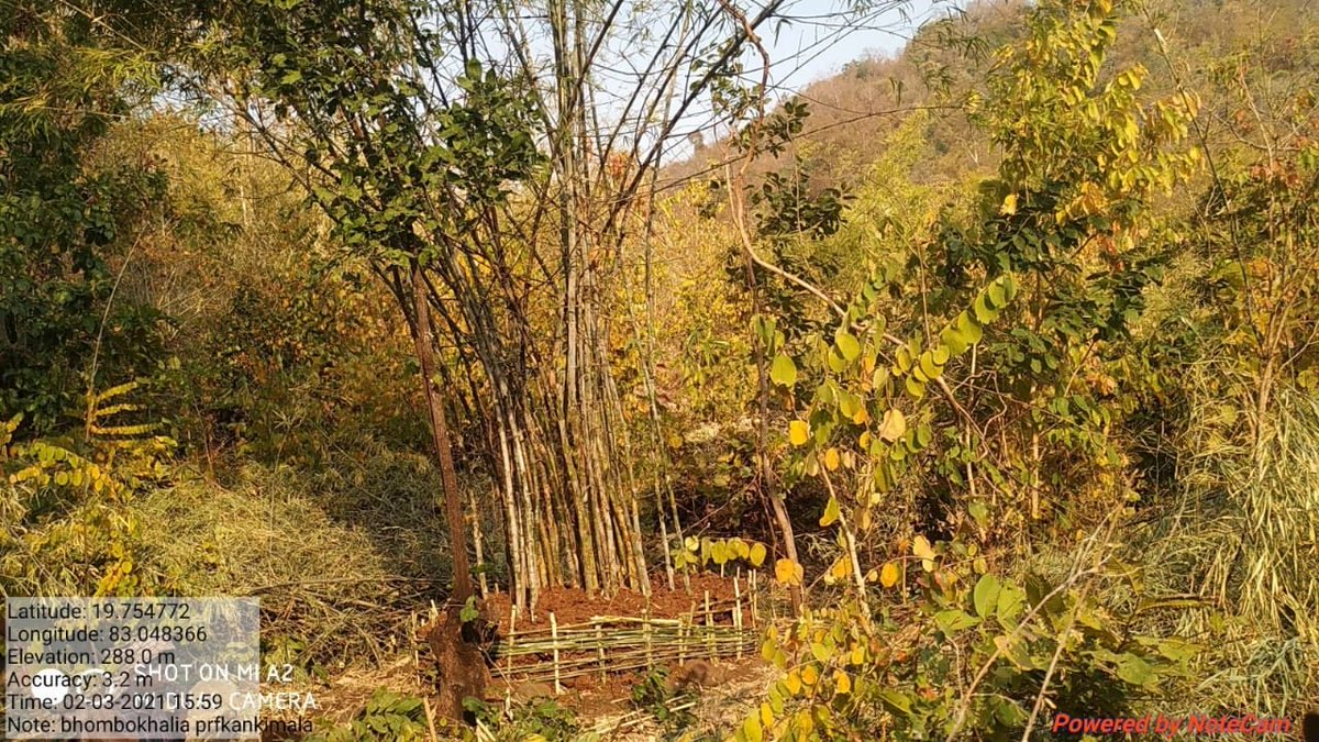 SSO Bamboo work at Ghana RF of Junagarh Range are being done with involvement of VSS to support the young culms of bamboo clumps.