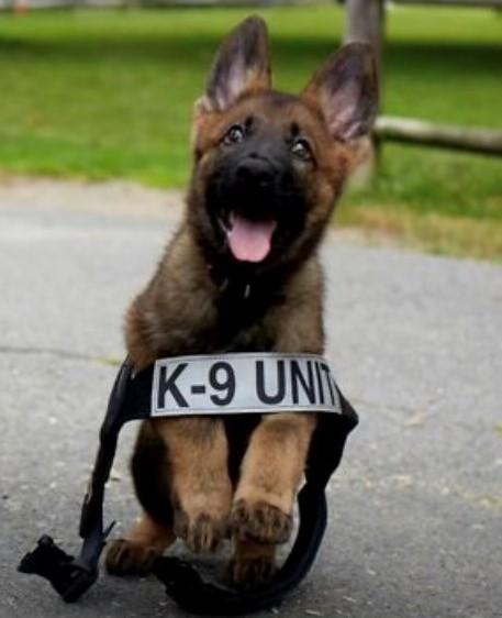 Champaign County Sheriff tweet media