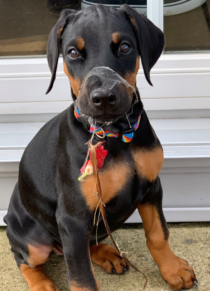 Champaign County Sheriff tweet media