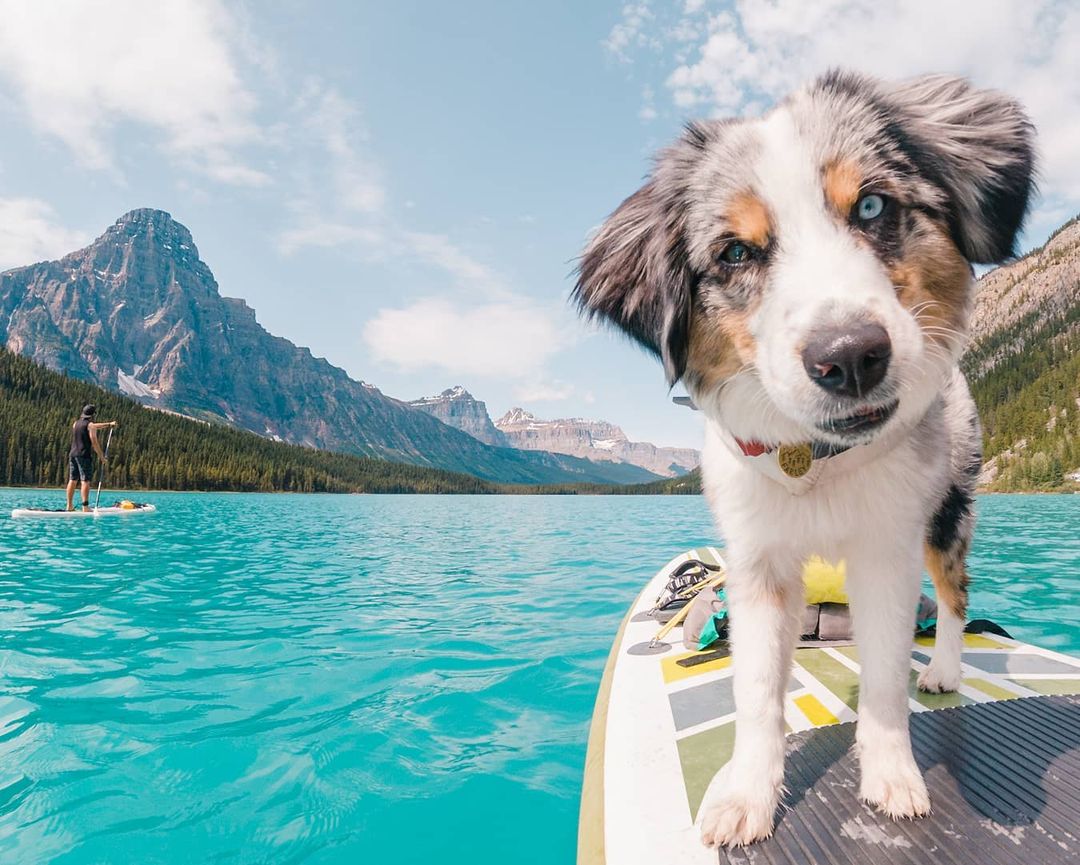 Canada's tweet photo. Happy #NationalPuppyDay! Today, we celebrate our furry friends who have helped us get through this ruff year. Without them, it would have been im-paw-sible! Hit reply and share a photo of your pup with us. 🐶🐾
📍 Banff National Park, Alberta
📸 justbeingfarley/IG https://t.co/qk34A5wjxS