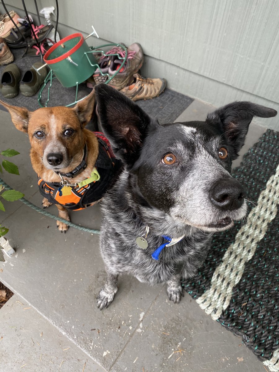 jeanflemma's tweet photo. @Angry_Staffer Angus Young Dog (right) and Xandra Dog O'Connor #CattleDogsRule! https://t.co/cCShxr9t6E
