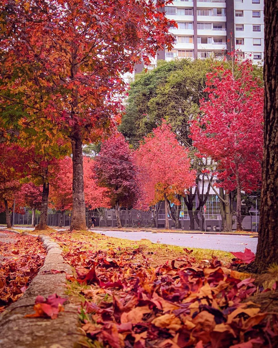 curitiba_pmc's tweet photo. Bom dia, Curitiba! Click: @dany_nicoleti #Curitilover https://t.co/zlraFDFaQS
