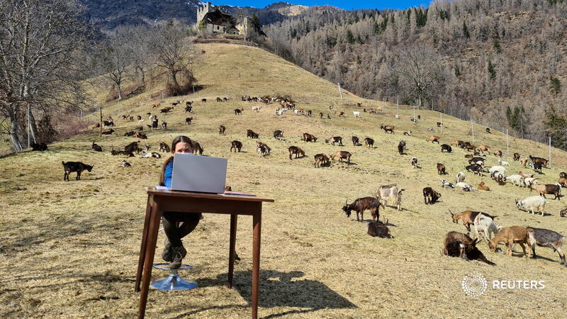 10-year-old Fiammetta attends her online lessons surrounded by her family's herd of goats while schools are closed in Caldes, northern Italy. More photos of the day: reut.rs/3f6eVa5 📷 Martina Valentini