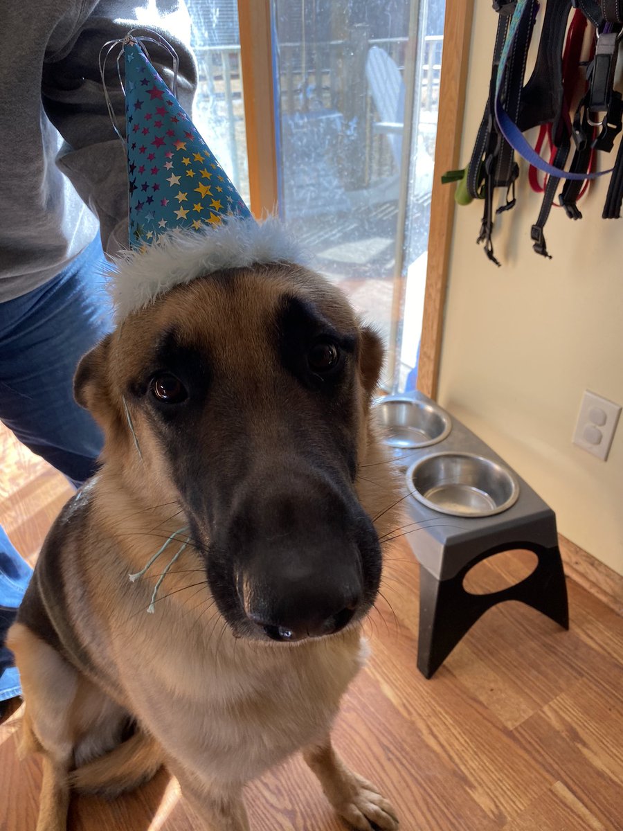 scredding's tweet photo. I understand it’s #NationalPuppyDay! https://t.co/lLGUhAwMLO
