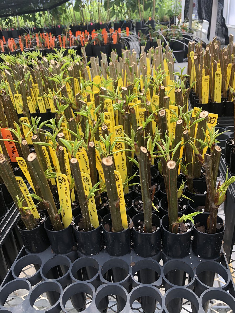 Fabulous growth 5 days post-propagation on our Poplar cuttings. We’re off to a great start on the 2021 field season!