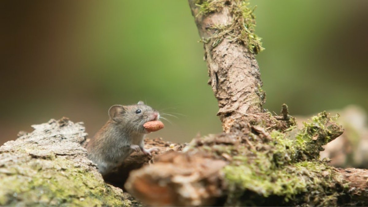 rdfoundation's tweet photo. About Rain Forest #virus Foundation. We are building an alliance to protect forests. We are a non-profit #charity, for the people and by the people, called the #Rainforest Defense Foundation with the objective to stop future #pandemics. Read more: https://t.co/fguxnW5N7b #COVID19 https://t.co/0scy1b05bH