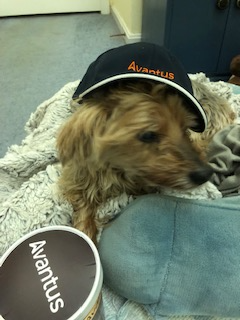 AvantusFederal's tweet photo. Happy National Puppy Day from our Avantus pups! Enjoy these photos of our #WFH sidekicks. #NationalPuppyDay https://t.co/HQw1B4fiV9
