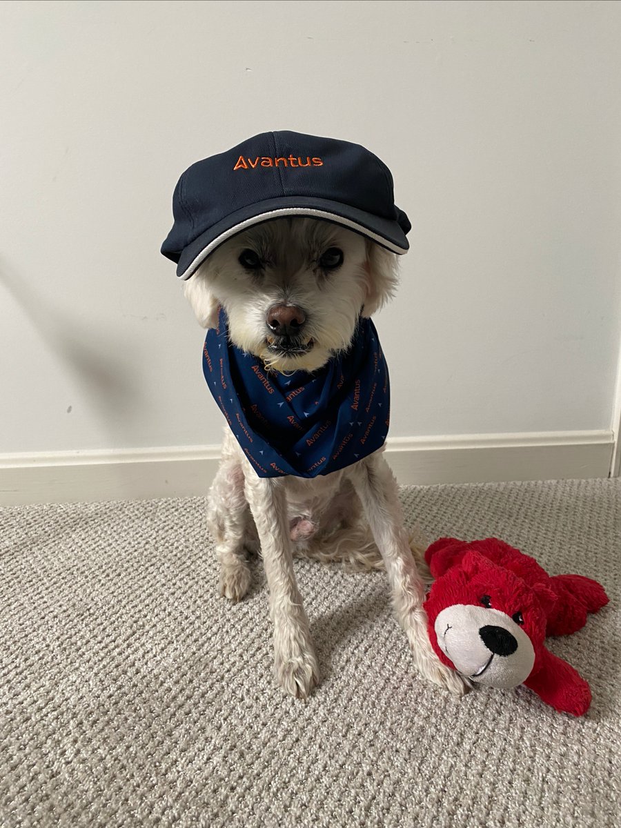 AvantusFederal's tweet photo. Happy National Puppy Day from our Avantus pups! Enjoy these photos of our #WFH sidekicks. #NationalPuppyDay https://t.co/HQw1B4fiV9