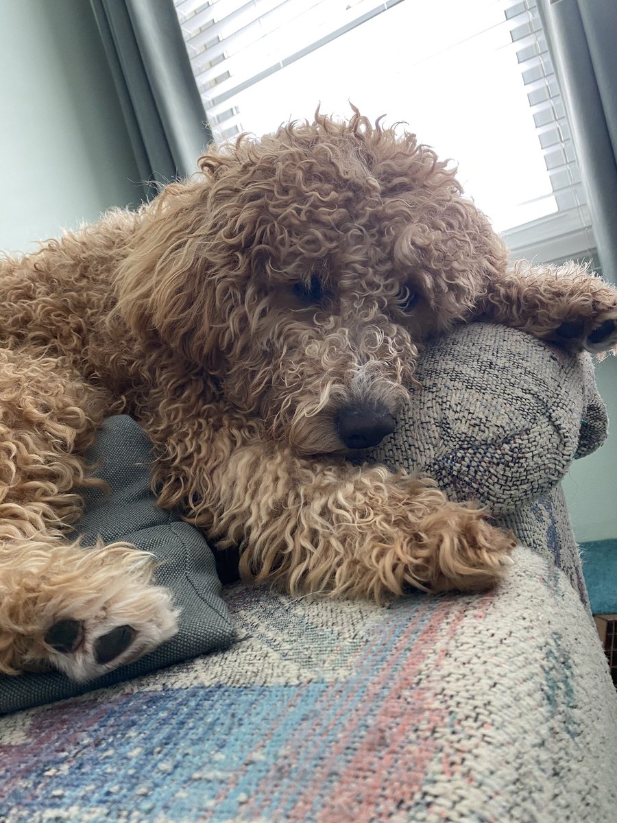 mackrobinson_'s tweet photo. National Puppy Day!!♥️ @1005FreshRadio https://t.co/cVH4Km8SGJ