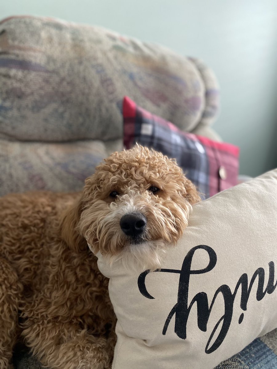 mackrobinson_'s tweet photo. National Puppy Day!!♥️ @1005FreshRadio https://t.co/cVH4Km8SGJ