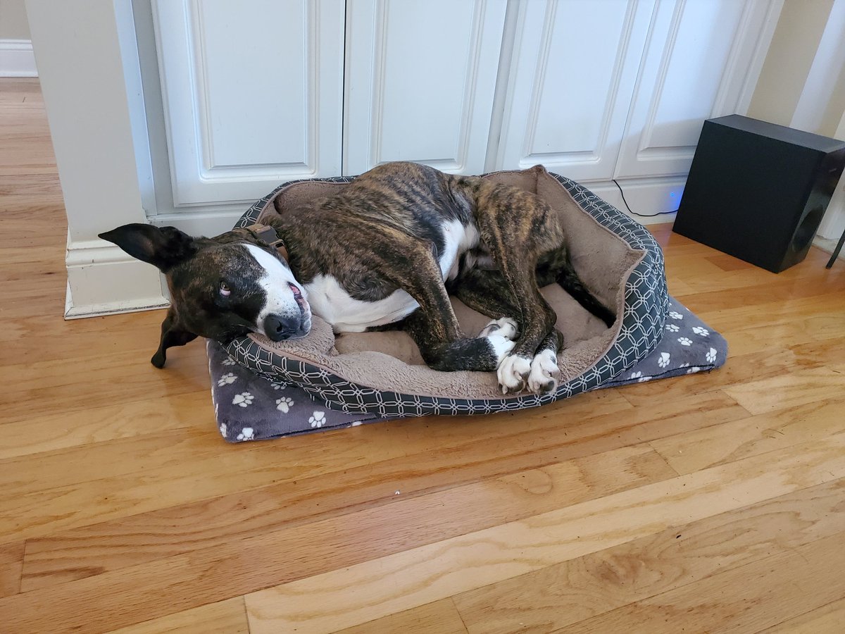 Shay Little tweet media