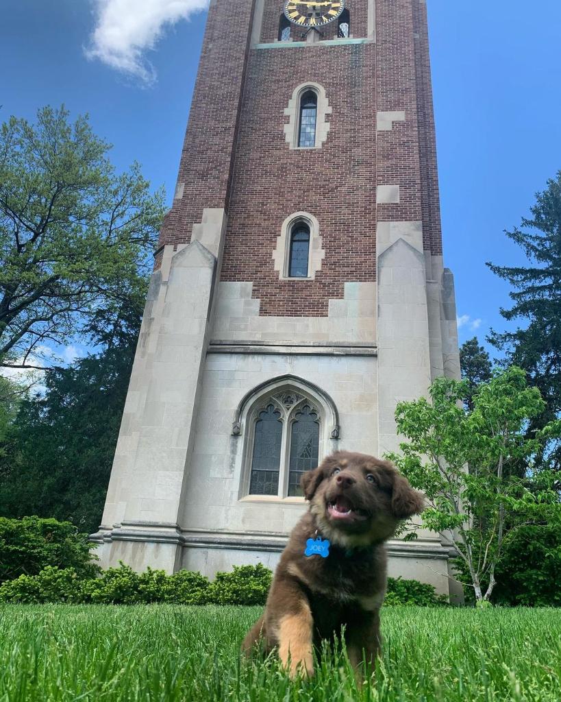 Love a Spartan dawg. 🐶 #NationalPuppyDay