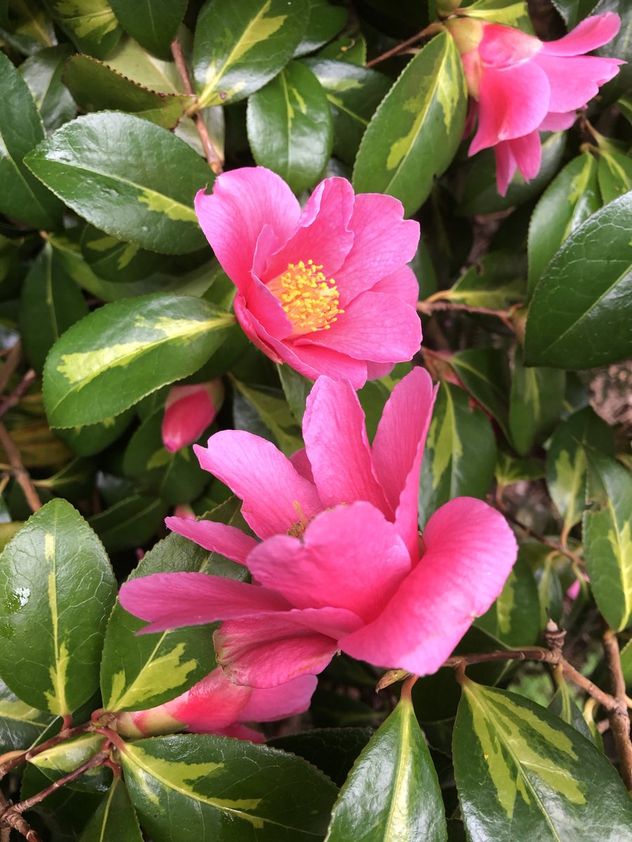 jacqellis's tweet photo. Nature at its best #Spring #StayHome #StaySafe #LunchtimeLockdown 💐 https://t.co/3zYxqDxd1D