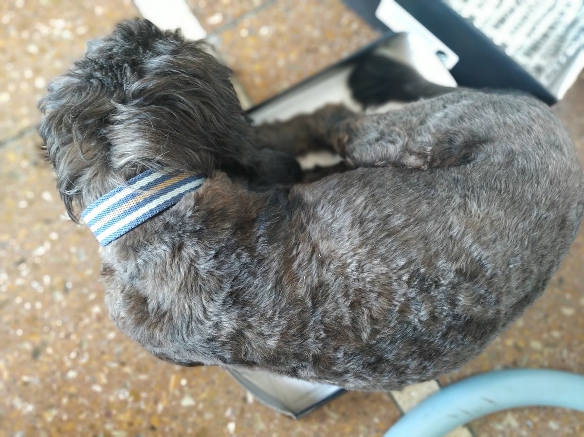 agusrossi's tweet photo. Tolio dormido en la tapa de una caja de zapatos es lo mejor que vas a ver hoy. Más callejero no se consigue ❤️ https://t.co/aINInImRHT