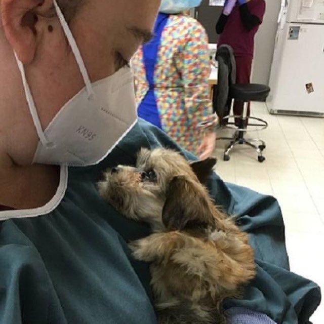 CCAHinA2's tweet photo. Today is #nationalpuppyday!! In reality, all our precious dogs are puppies and we celebrate them every day. Please share photos of your puppies in the comments - based on 2020 numbers, we should have 1,000 comments! 😃 https://t.co/nxI0Sb7SjP