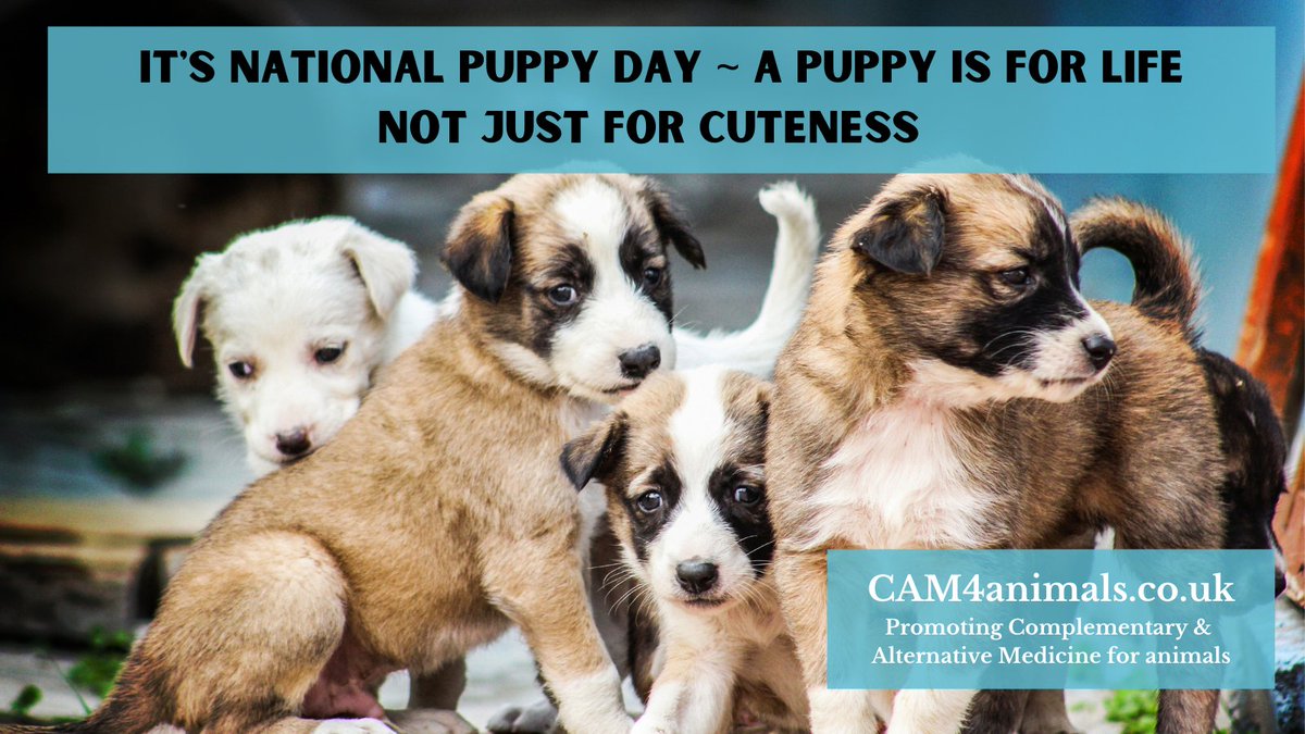 CAM4animals's tweet image. It&apos;s #NationalPuppyDay2021  😍🐶🐕

Don&apos;t forget to do your research if you are thinking of getting a #Puppy 

And think about #FosterFirst and #AdoptDontShop 

#dogs #dogsoftwitter #puppies #DogLover #RescueDogs #rescuepup