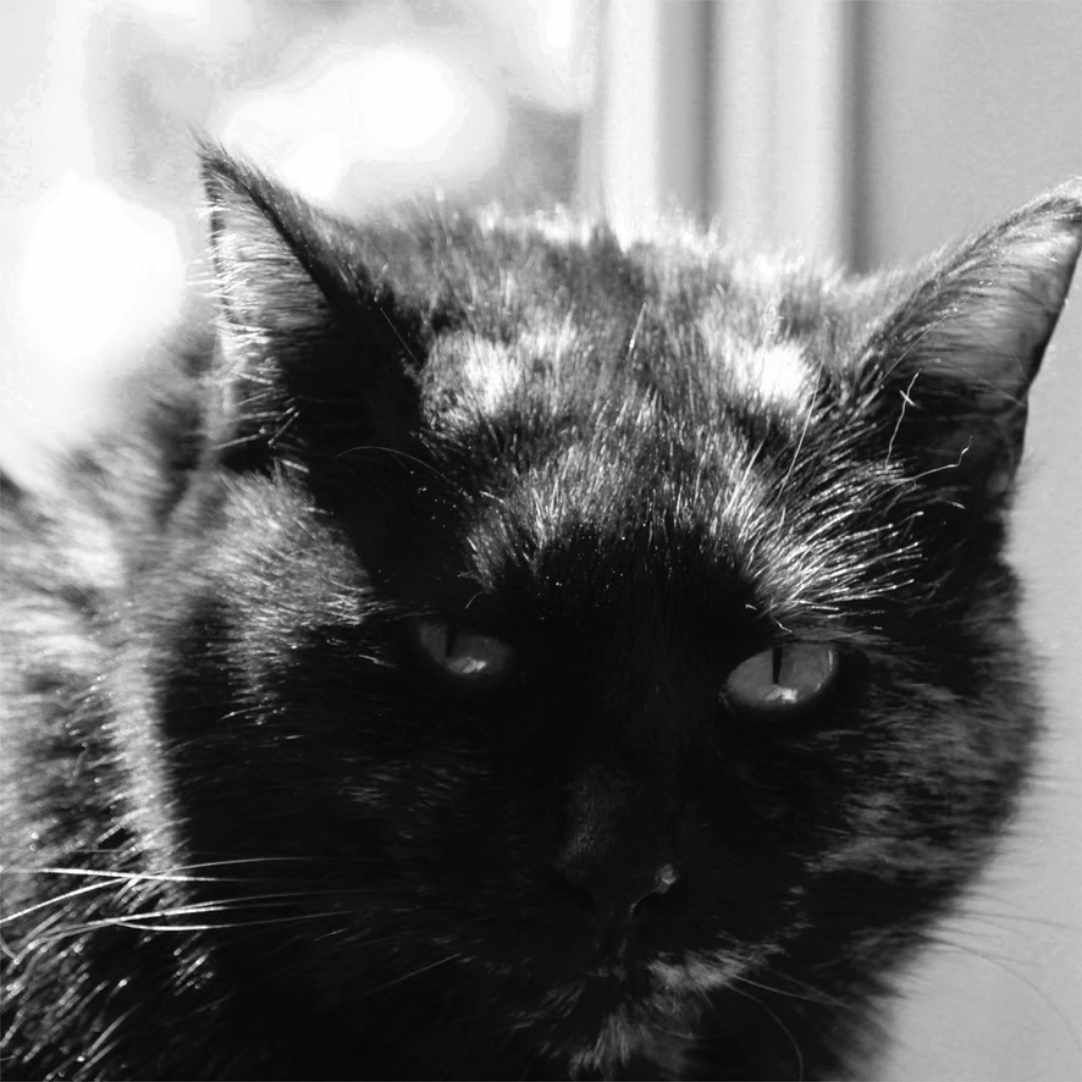 CatWriters's tweet image. @CatWriters is sharing details of the  Baker Institute Virtual Seminar Series featuring Dr. Katrin Hartman on Facebook. CWA members of FB can find out more here: buff.ly/314dCQK #AprilEvent #Cats