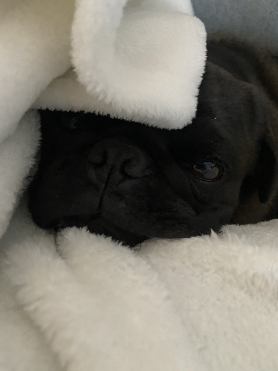 hoonchyeah's tweet photo. Yes to snuggles on the sofa. Noooo to dusty 🐾s. Have the best of both worlds every day — especially #NationalPuppyDay — with the #LGCordZero. Our cordless vac removes dirt, fur, and doggy smells. @LGUS @lgdevinmolloy @lgjoeytorres https://t.co/GDUf5urcs5