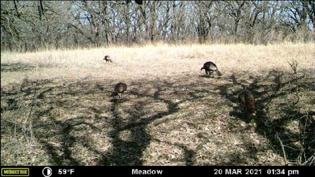 Brandon Scherff (@bscherff68) on Twitter photo With turkey season around the corner nothing better than opening up my <a href="/Moultrie/">Moultrie Products</a> app and seeing these pictures 🦃 With turkey season around the corner nothing better than opening up my <a href="/Moultrie/">Moultrie Products</a> app and seeing these pictures 🦃