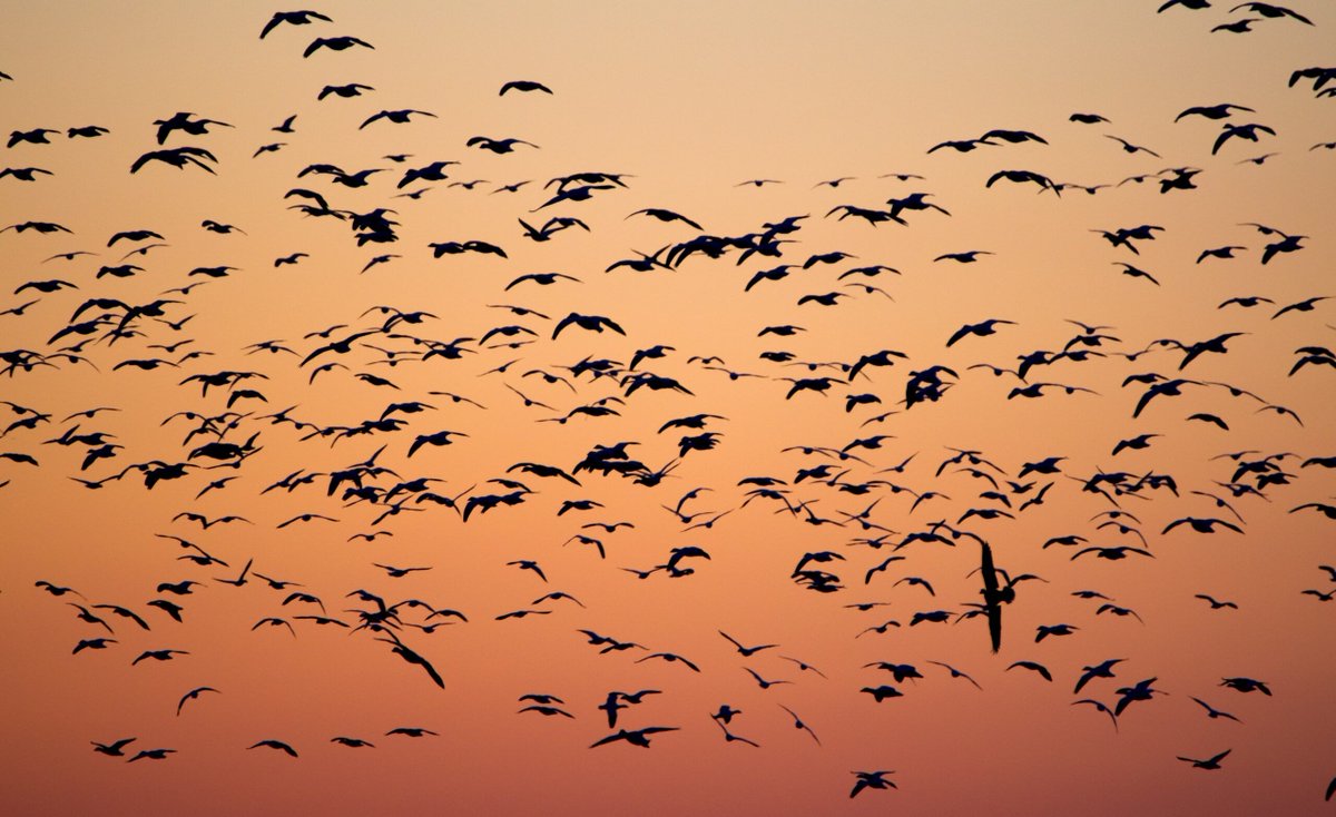 FourKitchens's tweet photo. A website migration can be scary—but it doesn't have to be. Understand the possible challenges and opportunities in your next redesign. https://t.co/1UQ8CIkOF2 https://t.co/z8q2IZa1bf