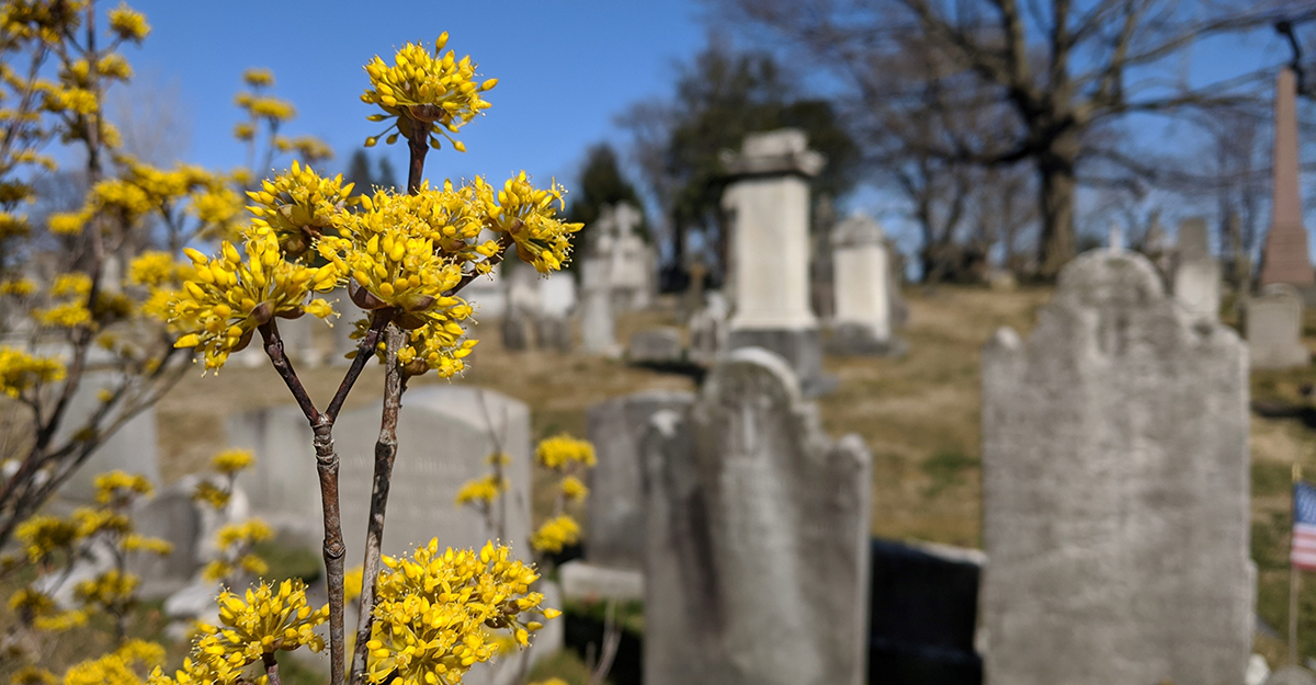 folaurelhill's tweet photo. We are LOVING spring here at the cemetery so far! #springishere #springinphilly #americasgardencapital https://t.co/4LbgYsS5rt