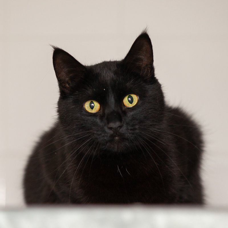 Jesse is een zelfstandige kater, hij is erg lief wanneer hij je kent. Maar Jesse houdt niet van al teveel drukte of aan gefrunnik aan zijn lijf. Hij komt zelf wel naar je toe en vindt de aandacht dan ook heerlijk.

Meer:..
dierenasielzwolle.nl/adopt/jesse/